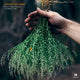 SYLVIO FRAGA - SONG OF THE GOAT (LP)